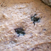 Image of Blueberry Ricotta Cake Recipe, Group Recipes