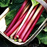 Image of Leahs Spiced Rhubarb Special Cold Toddy Recipe, Group Recipes