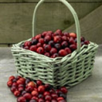 Image of Cranberry Sauce Recipe, Group Recipes