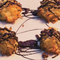 Image of Ambrosia Macaroons Regular And Gluten Free Recipe, Group Recipes